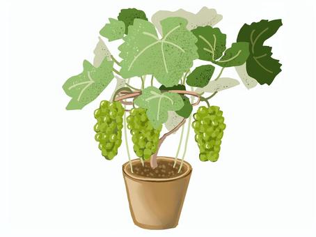 ぶどうの鉢植え ぶどう,鉢植え,家庭栽培,フルーツ,手描きのイラスト素材
