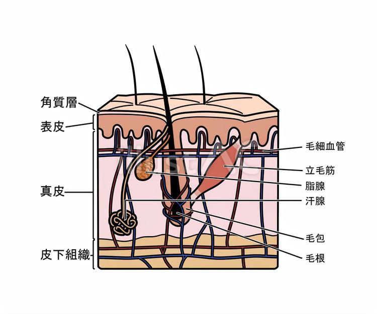 皮膚の解剖（文字あり） 皮膚,解剖,図解のイラスト素材