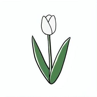 チューリップ　白 植物,チューリップ,白,一本,春,手描き,シンプルのイラスト素材