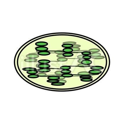 葉緑体_ Chloroplast