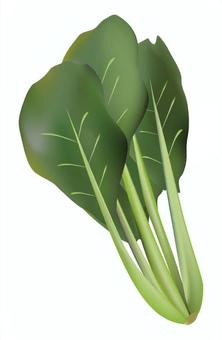 ほうれん草  ほうれん草,野菜,緑,冬,食材のイラスト素材