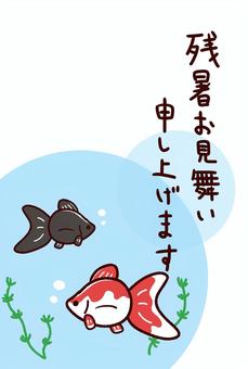 残暑見舞い　かわいい金魚　縦書き, , JPG