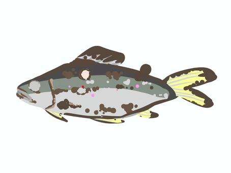 鮎の塩焼き 焼き魚,鮎,魚,食べ物,塩焼きのイラスト素材