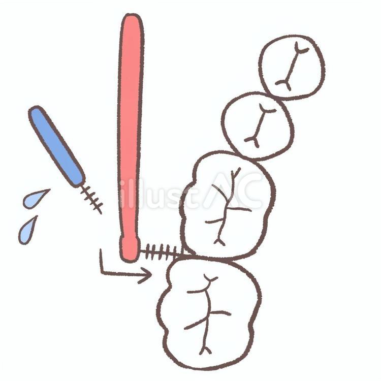 臼歯用の歯間ブラシとの比較イラスト 歯,歯科,手書きのイラスト素材