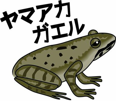 ヤマアカガエル   ヤマアカガエル   ヤマアカガエル,カエル,両生類,横向き,動物,リアル,カタカナ,線画のイラスト素材