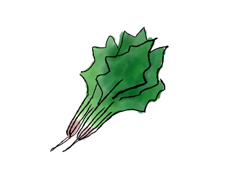 ほうれん草 ほうれん草,冬,野菜,手書き,冬野菜のイラスト素材