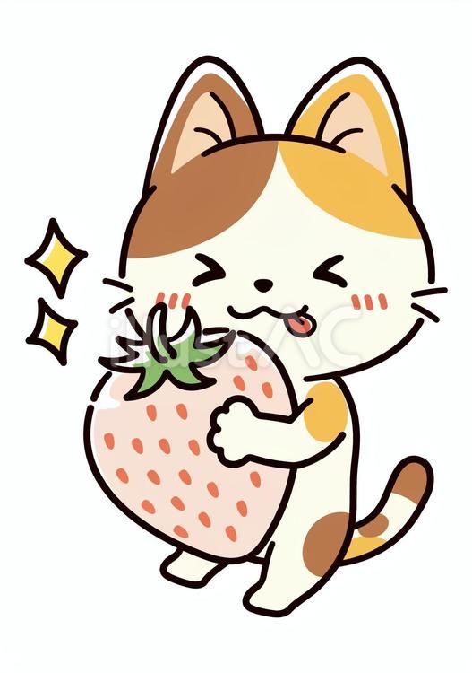 美味しそうな白い苺を持ってる可愛い三毛猫 いちご,猫,春のイラスト素材