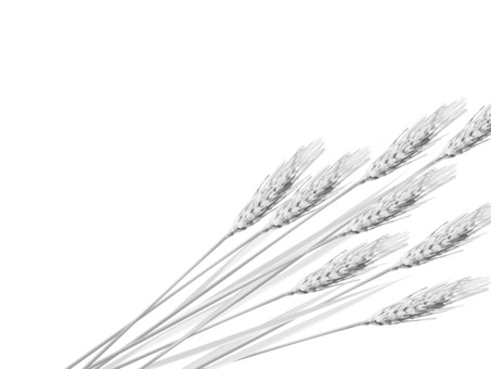 白黒の麦穂　影なし　mugi013