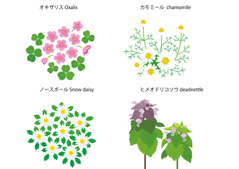 色々な花28 色々な花28 オキザリス,カモミール,ノースポール,ヒメオドリコソウ,花のイラスト素材