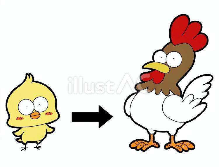 ビフォーアフター　鶏の成長 鶏,ヒヨコ,鳥のイラスト素材