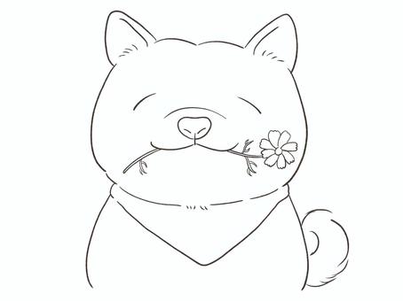 コスモスと柴犬(色なし) 柴犬,犬,ペット,生き物,可愛い,ほのぼの,上半身,秋,コスモス,花のイラスト素材
