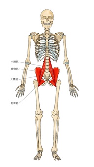 骨格と恥骨筋・腸腰筋 骨格と恥骨筋・腸腰筋 腸腰筋,恥骨筋,筋,筋肉,ガイコツ,解剖,骨,モデル,骨格,解剖学のイラスト素材