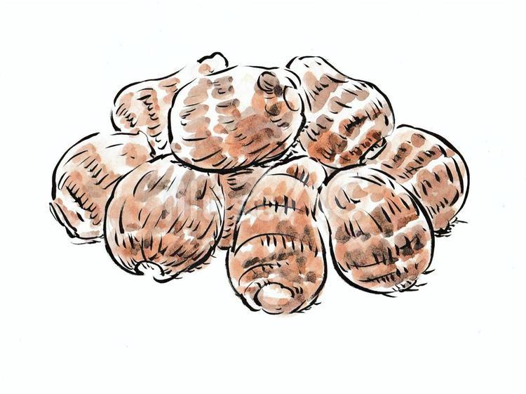 冬野菜　里芋 里芋,冬の味覚,野菜のイラスト素材