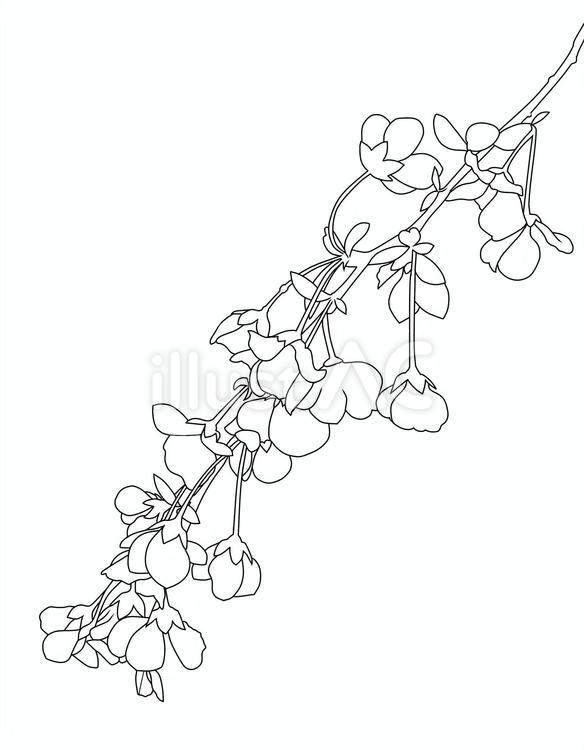 ユキヤナギの線画 ユキヤナギ,花,小さいのイラスト素材
