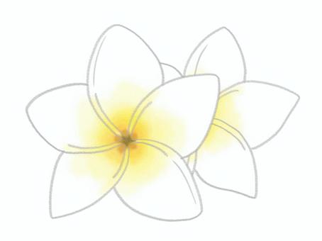 Illustration, plumeria, hawaii, resort, 