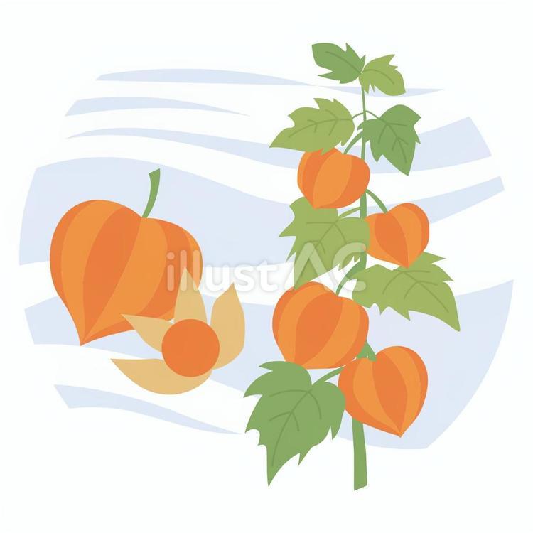 24節気72候シリーズ　	涼風至 ほおづき,風,植物のイラスト素材