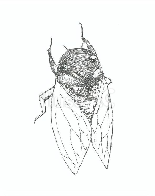 写実的なセミの手描きイラスト素材 蝉,昆虫,生き物のイラスト素材
