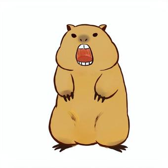 叫ぶマーモット 叫ぶ,マーモット,動物,生き物,かわいい,つめ,口,歯のイラスト素材