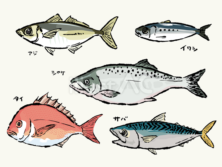 手描き鮮魚6種セット 鮮魚,魚,アジのイラスト素材