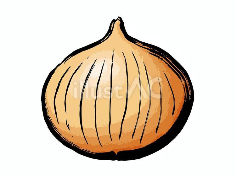 たまねぎB 玉葱,野菜,ベジタブルのイラスト素材