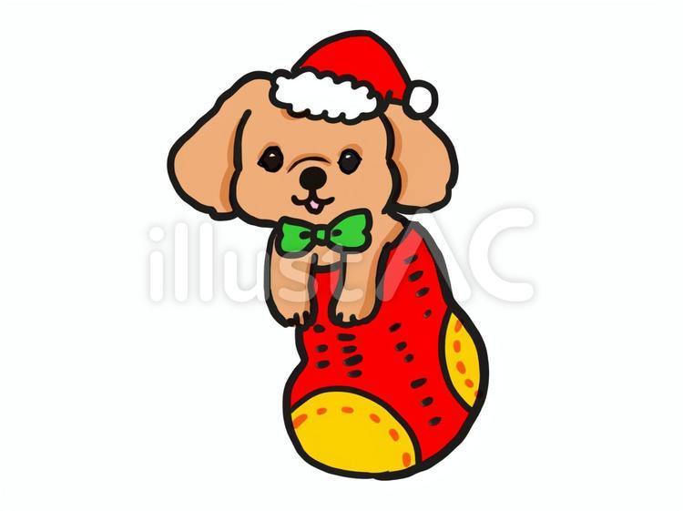 犬　クリスマス 犬,プードル,靴下のイラスト素材