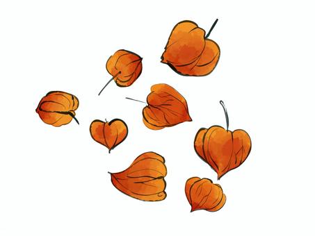 散らばったホオズキのイラスト 散らばったホオズキのイラスト ホオズキ,夏,植物,赤い,シンプル,挿絵,オブジェクト,手描き風,かわいいのイラスト素材
