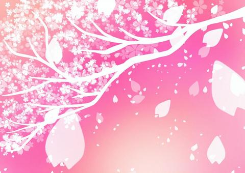 Illustration, cherry blossoms, flower, background, 