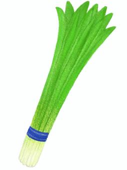 ニラ ニラ,野菜,食べ物,食材,食品,青果,農作物,農園,家庭菜園,八百屋のイラスト素材