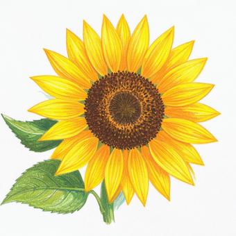 A large single flower, flower, sunflower, summer, JPG