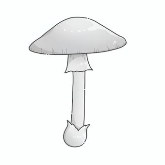 シロタマゴテングタケのイラスト きのこ,キノコ,菌類,菌,植物,自然,山,秋,きのこ狩り,キノコ狩りのイラスト素材