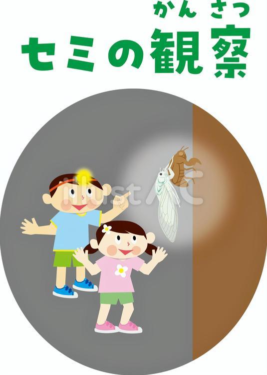 セミの羽化　観察 セミ,羽化,観察のイラスト素材