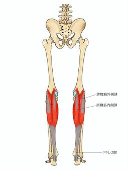腓腹筋のイラスト 腓腹筋,筋,筋肉,ガイコツ,解剖,骨,モデル,骨格,解剖学,スケルトンのイラスト素材