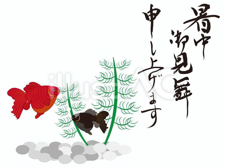 暑中御見舞い 暑中見舞い,お見舞い,金魚のイラスト素材