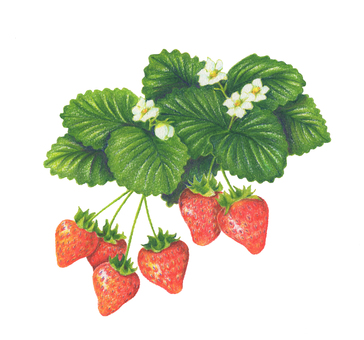 いちご いちご,いちご狩り,果物,植物,手描き,かわいいのイラスト素材