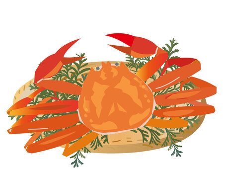 冬の味覚・新鮮ズワイガニ・鍋料理 カニ,ズワイガニ,新鮮,鍋料理,冬,ごちそう,ざるのイラスト素材