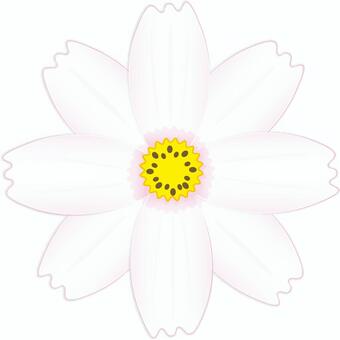 白いコスモスの花 白色,コスモス,秋桜,アキザクラ,秋,花,被子植物,８枚花びら,可憐,ギザギザのイラスト素材