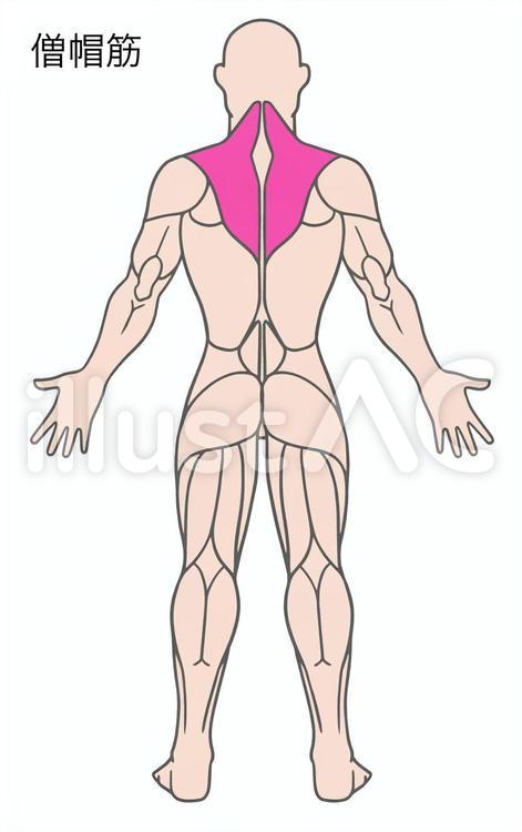 僧帽筋、上肢帯、背部の筋肉、色分け 僧帽筋,肩,筋肉のイラスト素材