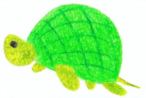 turtle, une tortue, tortue, chuan, JPG