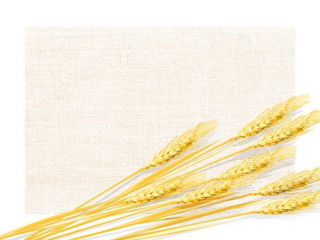 黄金色の麦穂と麻布の背景1　017 麦穂,黄金色,リアル,ナチュラル,お洒落,自然,植物,大人っぽい,枠,背景のイラスト素材