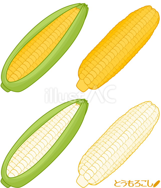 とうもろこし（トウモロコシ）イラスト　 とうもろこし,トウモロコシ,野菜のイラスト素材