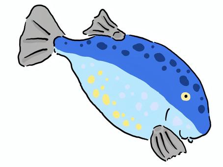 Boxfish, JPG, PNG and AI Boxfish, wakogo fu, fish, puffers, JPG, PNG and AI