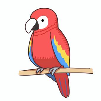 コンゴウインコ コンゴウインコ,鳥,インコ,動物,生き物,ペットのイラスト素材