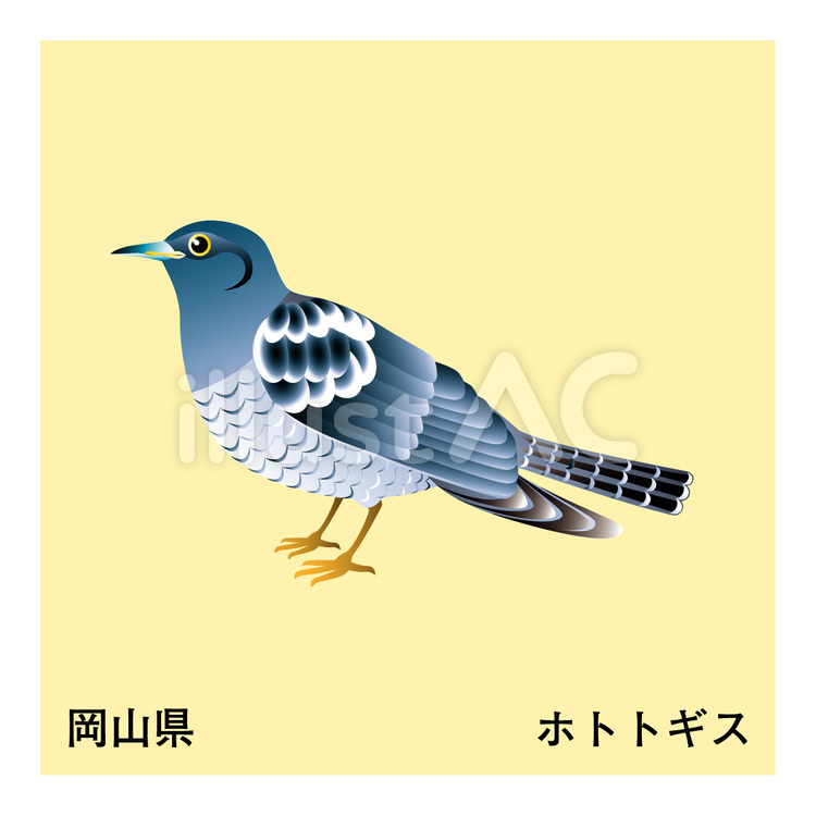 ホトトギス 県鳥,不如帰,岡山県のイラスト素材