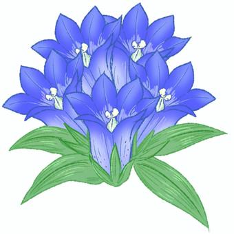 リンドウ　青 植物,花,リンドウ,青,誕生花,９月のイラスト素材