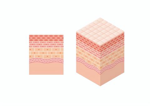 皮膚の構造図・断面図のイラスト 医学,図解,キューブ,3d,皮膚,細胞,真皮,表皮,ターンオーバー,肌のイラスト素材