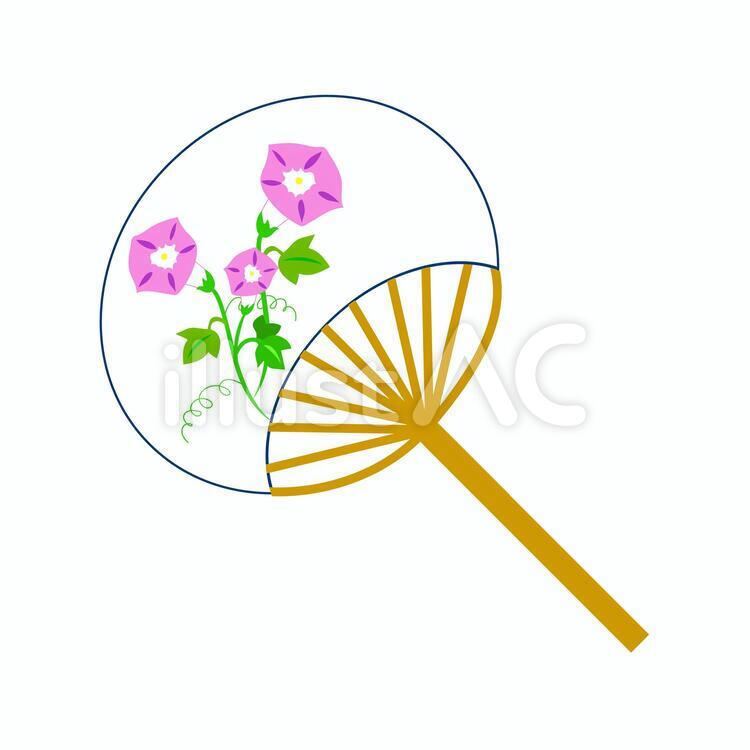 朝顔のうちわ　ピンク 朝顔,うちわ,花のイラスト素材