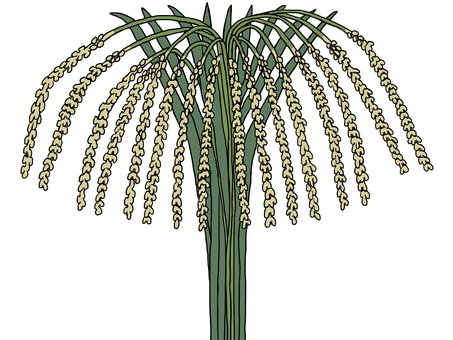 広がる稲穂 稲穂,イネ,米,植物,食べ物,農作物,作物,食物,放射状,広がるのイラスト素材
