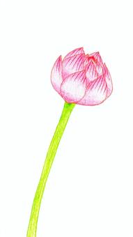 蓮花3色鉛筆, JPG 和 PNG 蓮花3色鉛筆, 蓮花, 植物, 夏天, JPG 和 PNG