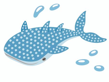 ジンベエザメ ジンベエザメ,鮫,魚,魚類,海,水族館,泳ぐ,生き物,水,泡のイラスト素材