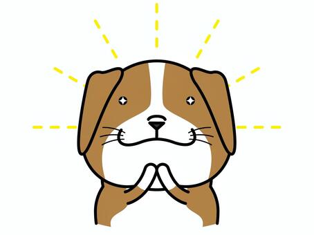 ビーグルさん 憧れ ビーグル,憧れ,眼差し,輝き,キラキラ,集中線,犬,動物,キャラクター,哺乳類のイラスト素材